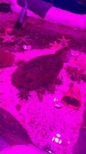 Baby touching star fish!!