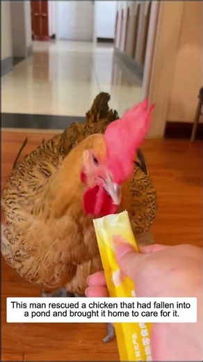 This man rescued a chicken that had fallen into a pond and brought it home to care for it, then...