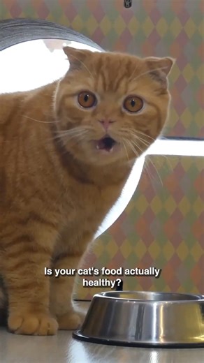 3.1K views · 37 reactions | How to choose the best cat food!  | Cats.com | Facebook