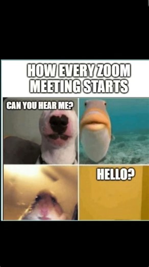 How every zoom meeting starts #funny#memes#MemeVibes