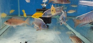 Aulonocara Turkis & Aulonocara Safran. The Turkis females are breeding non-stop. Both are Imports from Aquahaus-Gaus. Beantownaquatics.com | Beantown Aquatics