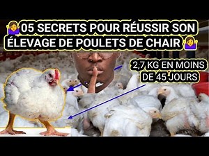 LES 05 SECRETS POUR RÉUSSIR SON ÉLEVAGE DE POULET DE CHAIR ET AVOIR 2,7 KG EN MOINS DE 45 JOURS