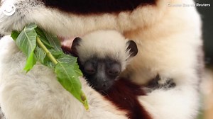DANCING LEMUR: A rare baby Coquerel's sifaka was seen cuddling its mom at the Chester Zoo in England recently. A Coquerel's sifaka is a species of lemur known as a dancing lemur because they "stand perfectly upright and use their powerful legs to spring side to side." | CBS Detroit