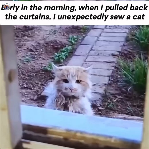 224K views · 10K reactions | The cat did not cry for help, the cat just stood there quietly watching | Sacred Heart Cathedral-Ho Bankoe | Facebook