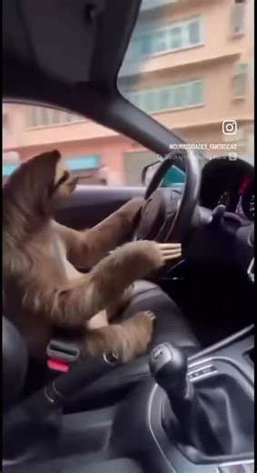 Animal Driving a Car in a Hilarious Video