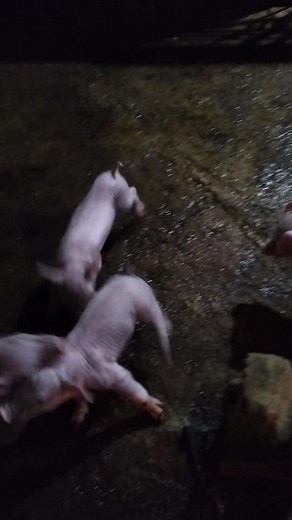 578K views · 15K reactions | karate pig round 3 #searchcreatorinsights #creatorsearchinsights #fypシ゚viralシ #piggeryfarming #fypシ #piggerybusiness #facebookviral #search #ontario #Hograiser | FARM BOY | Facebook