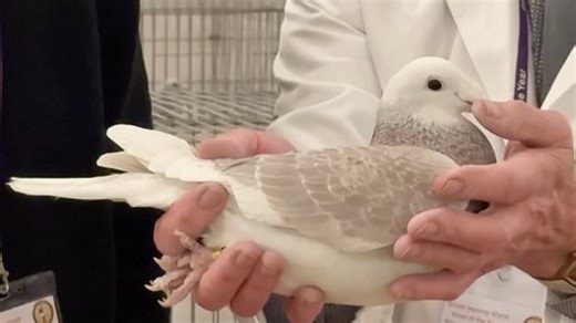 Best pigeon competition held in Blackpool
