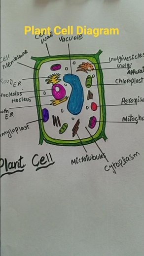 #Short video Plant Cell Diagram Structure | Easy Labels for Students 🌱
