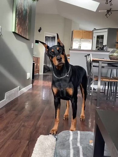 59K views · 8.5K reactions | Smarty pants 邏.#dobie #smartdog #fbdogs #doberman #dobermans #dobie #dogs #puppy #love #dobermanpinscher #doberman #petreelsfb | Viza Store 1018 | Facebook