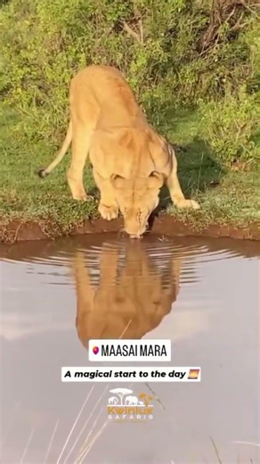 lioness frinking warer skills#electronicmusic #lioness #trend