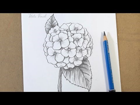 How to draw Hydrangea flower step by step easy | Pencil Drawing