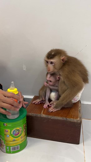 12K views · 379 reactions | Cute Baby Tauch Delicate Drink Milk With Sara #baby #monkey #babymonkey | Monkey Harry's Family | Facebook