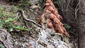 How to experience wild animals and avoid danger