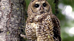 These owls also lost their homes in the Oregon wildfires, pushing them closer to extinction