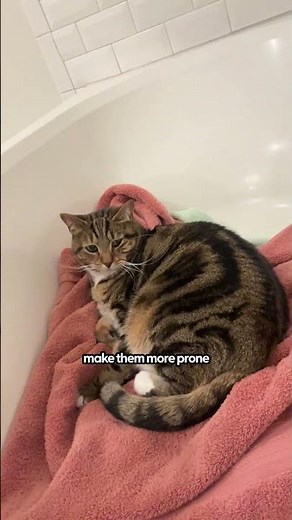 What To Do for Male Cat Urinary Blockage | The Pack