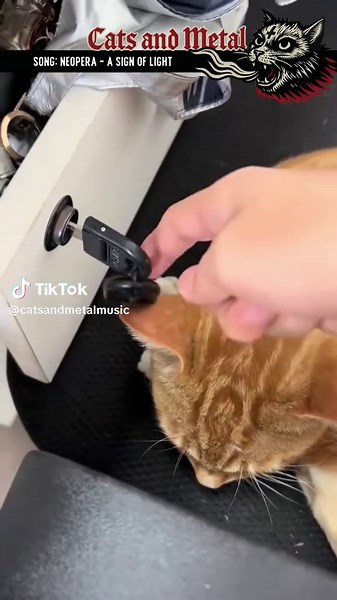 Neopera: The Evolution of Symphonic Metal Sound