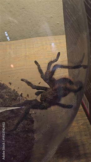 Tarantula spider close up macro view of large hairy arachnid with detailed legs and fangs crawling slowly on natural surface in dramatic light