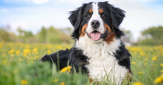 Bernese Mountain Dog vs Australian Shepherd