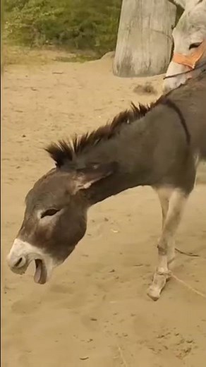 Donkey Mating #animalinteractions #animals #animalintelligence #mating