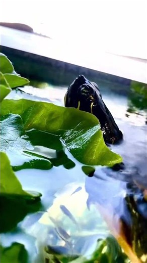 Fearsome turtle lettuce attack #turtlewatching