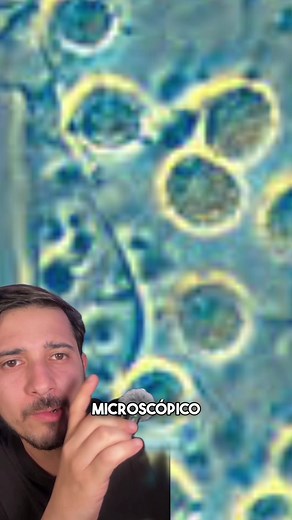 Todo sobre el queso azul: ciencia y sabor