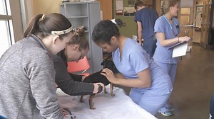 Ohio State Veterinary students host free pet clinic for low-income residents