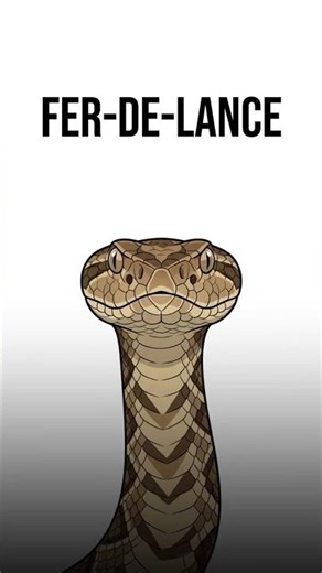 The Most Feared Snake