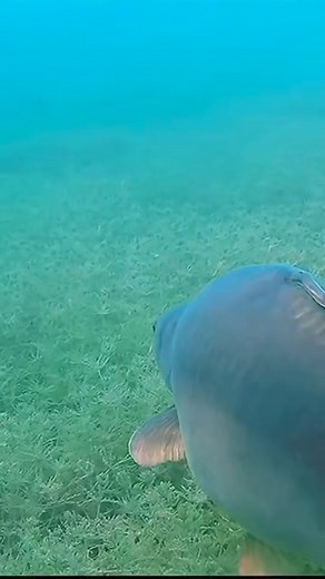 47K views · 267 reactions | CARP ON THE MOVE!% #carpe #carp...