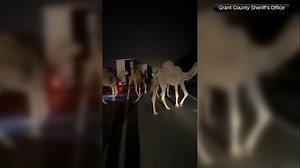 Circus zebras, camels, horse rescued from truck fire in Grant County, Indiana