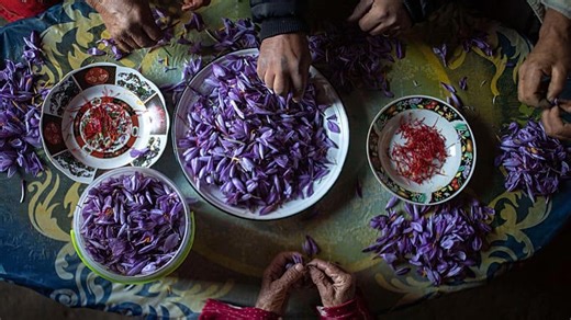 Maroc : la culture du safran gagne du terrain dans les régions montagneuses