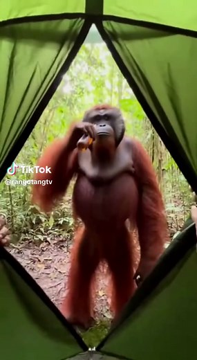 Orangutans: The Fascination of the Forest🦧