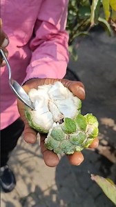 Eating Ripe Sugar Apples straight from my tree