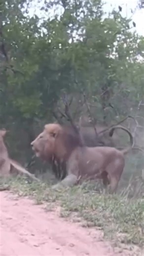 Lionesses protect their king from an intruder male. #ajkenyasafaris #kenyaluxurysafaris | Aj Kenya Safaris Ltd