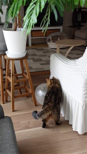 風船と戦う猫 #ねこ #cat #猫好きさんと繋がりたい #元気になる動画 #猫のいる暮らし