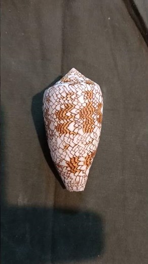 Cone Snail Conus textile (Deadly When Alive)