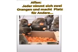 witziges Video 'affen' - tausende Videos auf FUNPOT