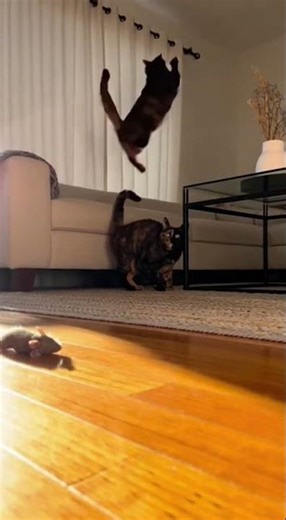 Gift Drop Gone Nuclear: Cat Prank Panic #cat #funny #pets #viral