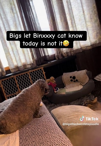Bigsthechocolatepoodle on TikTok