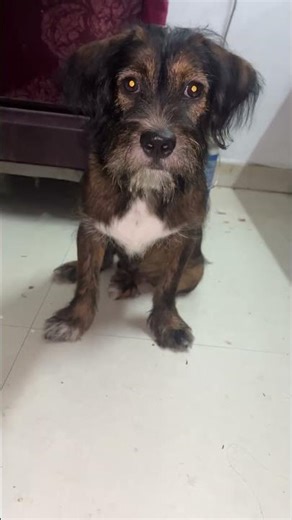 Poison anukunna… tasty ani telisindi 😭😂 #trending #cute #dogshorts#food #viral #food #puppy