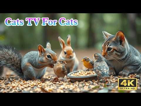 Cat TV Live 🔴 Variety of Birds & Squirrels - Mix Cat TV