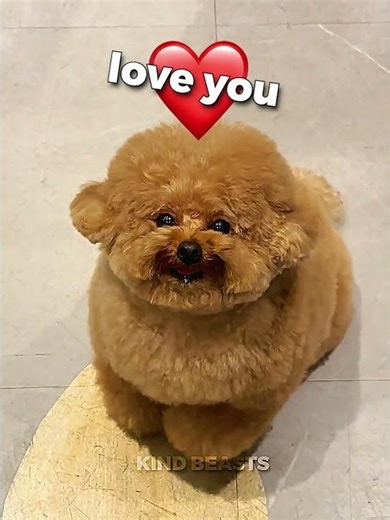 You Won’t Believe These Animals Talk🔥😵#shorts