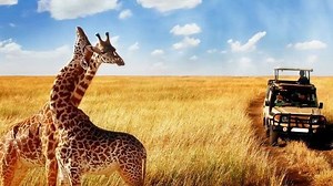 Certificate in International Travel and Tourism, Academy Online