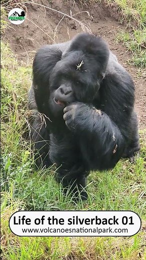 Silver back Mountain gorilla: A secret life a dominant silver back mountain gorilla in volcanoes
