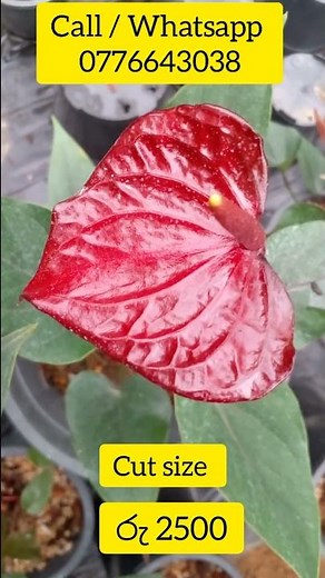 වෙනස්ම ඇන්තූරියම් වර්ග 7 ක් | uncommon seeds anthurium plants