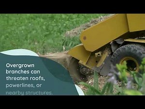 Your Local Arborist Sunshine Coast – Tree Removal, Pruning & Stump Grinding