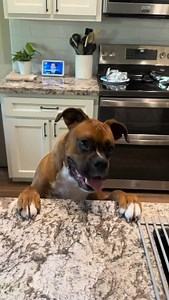 49K views · 19K reactions | It definitely wasn't me!! #boxer #boxersofinstagram #boxerdog #boxermom #dogsofinstagram #boxerdogcentral #boxerdogfans | Jennifer Richie Masterson | Facebook