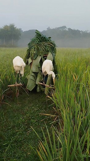 Early morning buck hunting #hunting #shortsvideos #birds #foryouシ | Faruk Islam