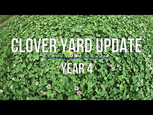 Clover Yard/Lawn Update - Year 4