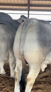 Pretty impressive lineup of Bulls greeting everyone in the show barn today! | BRC Ranch