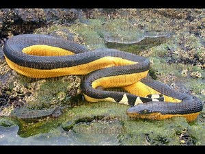 yellow-bellied sea snake
